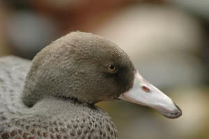 Amy Whitehead - Duck
